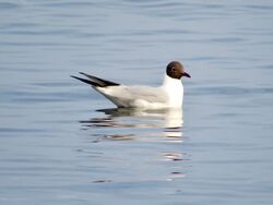 Photographed at Rocquaine [ROC]. on 16/6/2023. Photo: &copy; Wayne Turner