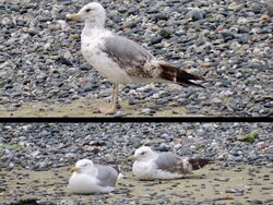 Photographed at Perelle [PER]. on 2/7/2023. Photo: &copy; Wayne Turner