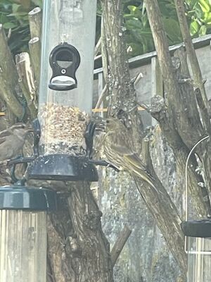 Photographed at Les Camps du Moulin. on 5/7/2023. Photo: &copy; John Roberts