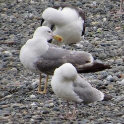 Photographed at Perelle [PER]. on 8/7/2023. Photo: &copy; Wayne Turner