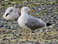 Photographed at Perelle [PER]. on 11/7/2023. Photo: &copy; Wayne Turner