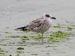 Photographed at Perelle [PER]. on 14/7/2023. Photo: &copy; Wayne Turner