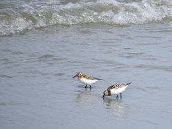 Photographed at Perelle [PER]. on 19/7/2023. Photo: &copy; Wayne Turner