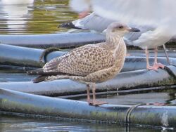Photographed at Reservoir [RES]. on 21/7/2023. Photo: &copy; Wayne Turner