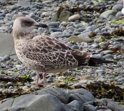 Photographed at Perelle [PER]. on 23/7/2023. Photo: &copy; Wayne Turner