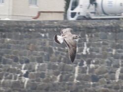 Photographed at Rocquaine [ROC]. on 28/7/2023. Photo: &copy; Wayne Turner