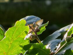 Photographed at Reservoir [RES]. on 29/7/2023. Photo: &copy; Wayne Turner
