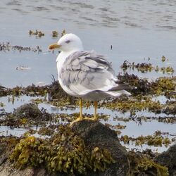 Photographed at Perelle [PER]. on 3/8/2023. Photo: &copy; Wayne Turner