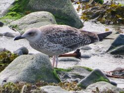 Photographed at Perelle [PER]. on 3/8/2023. Photo: &copy; Wayne Turner