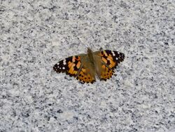 Photographed at Rue de la Vallee, Torteval. on 7/8/2023. Photo: &copy; Wayne Turner
