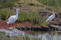 Photographed at Vale Pond [VAL]. on 7/8/2023. Photo: &copy; Rod Ferbrache
