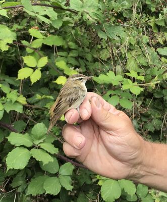 Photographed at Grands Marais/Pre [PRE]. on 7/8/2023. Photo: &copy; Julie Davis