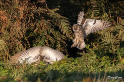 Photographed at Undisclosed. on 9/8/2023. Photo: &copy; Dave Carre