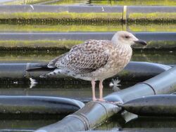 Photographed at Reservoir [RES]. on 10/8/2023. Photo: &copy; Wayne Turner