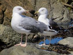 Photographed at Perelle [PER]. on 12/8/2023. Photo: &copy; Wayne Turner