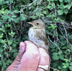 Photographed at Grands Marais/Pre [PRE]. on 18/8/2023. Photo: &copy; Julie Davis
