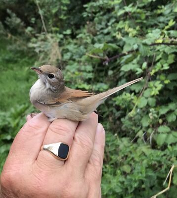 Photographed at Grands Marais/Pre [PRE]. on 18/8/2023. Photo: &copy; Julie Davis