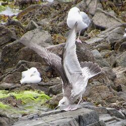 Photographed at Perelle [PER]. on 18/8/2023. Photo: &copy; Wayne Turner