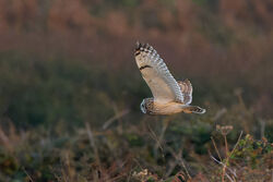 Photographed at undisclosed location. on 22/8/2023. Photo: &copy; Christopher Wilkinson