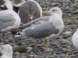 Photographed at Perelle [PER]. on 24/8/2023. Photo: &copy; Wayne Turner