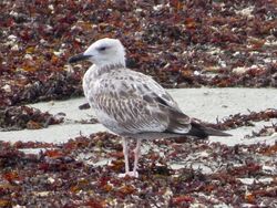 Photographed at LER. on 27/8/2023. Photo: &copy; Wayne Turner