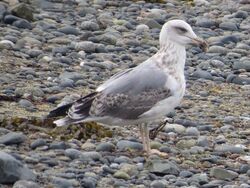Photographed at Perelle [PER]. on 7/9/2023. Photo: &copy; Wayne Turner