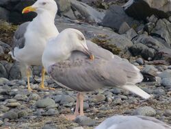 Photographed at Perelle [PER]. on 8/9/2023. Photo: &copy; Wayne Turner