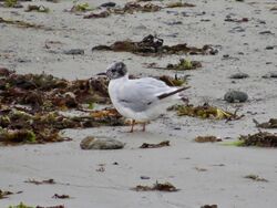 Photographed at L Eree. on 1/8/2023. Photo: &copy; Wayne Turner