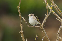 Photographed at Parcq Lane, VAL [PAQ]. on 26/9/2023. Photo: &copy; Christopher Wilkinson