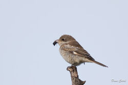 Photographed at Parcq Lane, VAL. on 26/9/2023. Photo: &copy; Dave Carre