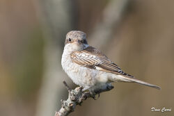 Photographed at le Parcq lane, Vale. on 26/9/2023. Photo: &copy; Dave Carre