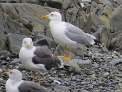 Photographed at Perelle [PER]. on 28/9/2023. Photo: &copy; Wayne Turner