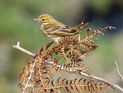 Photographed at Pleinmont [PLE]. on 29/9/2023. Photo: &copy; Wayne Turner