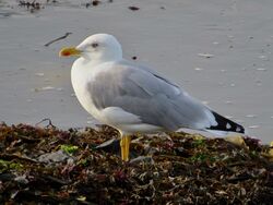 Photographed at Perelle [PER]. on 29/9/2023. Photo: &copy; Wayne Turner