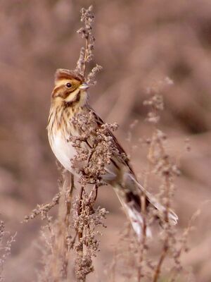 Photographed at Pleinmont [PLE]. on 5/10/2023. Photo: &copy; Wayne Turner