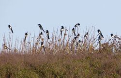 Photographed at Pleinmont [PLE]. on 7/10/2023. Photo: &copy; Wayne Turner