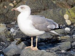 Photographed at Perelle [PER]. on 7/10/2023. Photo: &copy; Wayne Turner