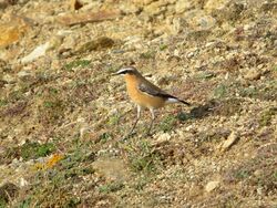 Photographed at Pleinmont [PLE]. on 9/10/2023. Photo: &copy; Wayne Turner