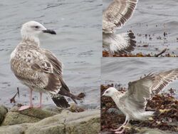 Photographed at Perelle [PER]. on 10/10/2023. Photo: &copy; Wayne Turner