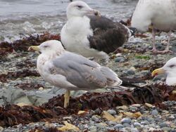 Photographed at Perelle [PER]. on 10/10/2023. Photo: &copy; Wayne Turner