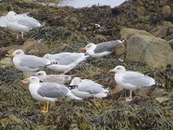 Photographed at Perelle [PER]. on 13/10/2023. Photo: &copy; Wayne Turner