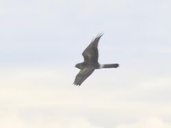 Photographed at Pleinmont [PLE]. on 17/10/2023. Photo: &copy; Wayne Turner