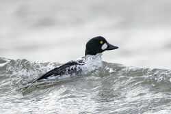 Photographed at Grandes Havres [GHA]. on 21/10/2023. Photo: &copy; Dave Carre