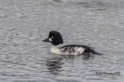Photographed at Vale Pond [VAL]. on 21/10/2023. Photo: &copy; Andy Marquis