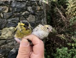 Photographed at Grands Marais/Pre [PRE]. on 23/10/2023. Photo: &copy; Julie Davis