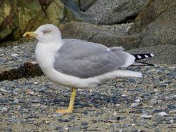 Photographed at Perelle [PER]. on 24/10/2023. Photo: &copy; Wayne Turner