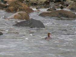 Photographed at Fort Le Crocq [FLC]. on 24/10/2023. Photo: &copy; Tony Bisson