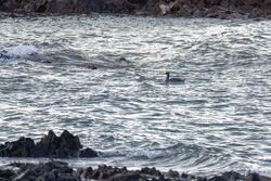 Photographed at Fort Hommet [HOM]. on 26/10/2023. Photo: &copy; Dave Carre