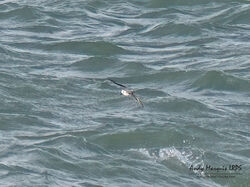 Photographed at Jaonneuse [JAO]. on 4/11/2023. Photo: &copy; Andy Marquis