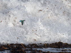 Photographed at Jaonneuse [JAO]. on 4/11/2023. Photo: &copy; Andy Marquis